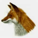 Embroidery Digitizing Sample