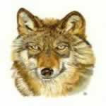 Embroidery Digitizing Sample